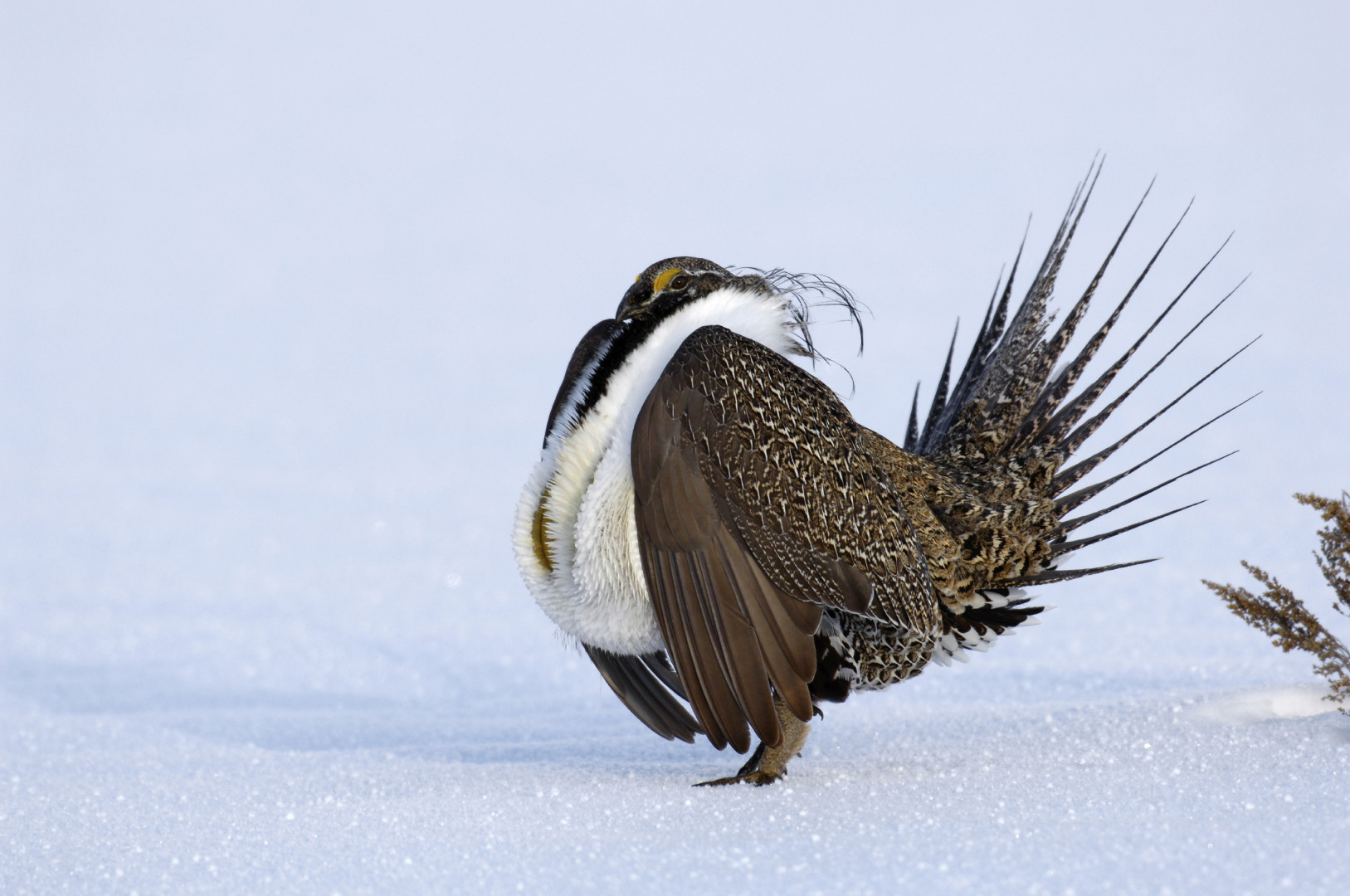 Sage Grouse Interior Department Western Habitats Zinke BLM