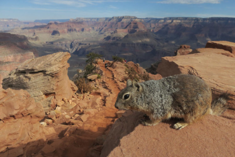 Photograph of a squirrel at the Grand Canyon